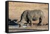 Awesome South Africa Collection - Black Rhinoceros II-Philippe Hugonnard-Framed Stretched Canvas