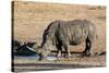 Awesome South Africa Collection - Black Rhinoceros II-Philippe Hugonnard-Stretched Canvas