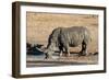 Awesome South Africa Collection - Black Rhinoceros II-Philippe Hugonnard-Framed Photographic Print