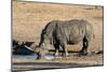 Awesome South Africa Collection - Black Rhinoceros II-Philippe Hugonnard-Mounted Photographic Print