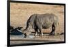 Awesome South Africa Collection - Black Rhinoceros II-Philippe Hugonnard-Framed Photographic Print