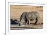 Awesome South Africa Collection - Black Rhinoceros II-Philippe Hugonnard-Framed Photographic Print