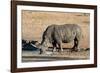 Awesome South Africa Collection - Black Rhinoceros II-Philippe Hugonnard-Framed Photographic Print