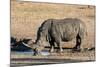 Awesome South Africa Collection - Black Rhinoceros II-Philippe Hugonnard-Mounted Photographic Print