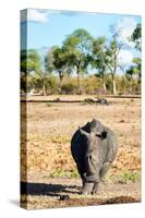 Awesome South Africa Collection - Black Rhinoceros-Philippe Hugonnard-Stretched Canvas