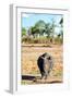 Awesome South Africa Collection - Black Rhinoceros-Philippe Hugonnard-Framed Photographic Print