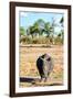 Awesome South Africa Collection - Black Rhinoceros-Philippe Hugonnard-Framed Photographic Print