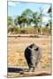 Awesome South Africa Collection - Black Rhinoceros-Philippe Hugonnard-Mounted Photographic Print