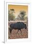 Awesome South Africa Collection - Blue Wildebeest at Sunset I-Philippe Hugonnard-Framed Photographic Print