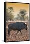 Awesome South Africa Collection - Blue Wildebeest at Sunset I-Philippe Hugonnard-Framed Stretched Canvas