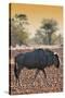 Awesome South Africa Collection - Blue Wildebeest at Sunset I-Philippe Hugonnard-Stretched Canvas