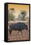 Awesome South Africa Collection - Blue Wildebeest at Sunset I-Philippe Hugonnard-Framed Stretched Canvas