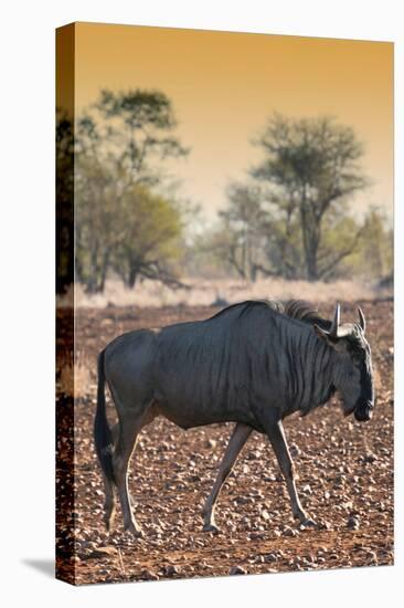 Awesome South Africa Collection - Blue Wildebeest at Sunset I-Philippe Hugonnard-Stretched Canvas