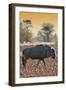 Awesome South Africa Collection - Blue Wildebeest at Sunset I-Philippe Hugonnard-Framed Premium Photographic Print