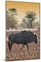 Awesome South Africa Collection - Blue Wildebeest at Sunset I-Philippe Hugonnard-Mounted Premium Photographic Print