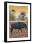 Awesome South Africa Collection - Blue Wildebeest at Sunset I-Philippe Hugonnard-Framed Photographic Print