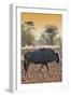 Awesome South Africa Collection - Blue Wildebeest at Sunset I-Philippe Hugonnard-Framed Photographic Print