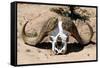 Awesome South Africa Collection - Buffalo Bone-Philippe Hugonnard-Framed Stretched Canvas