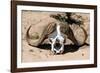 Awesome South Africa Collection - Buffalo Bone-Philippe Hugonnard-Framed Photographic Print