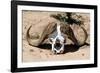 Awesome South Africa Collection - Buffalo Bone-Philippe Hugonnard-Framed Photographic Print