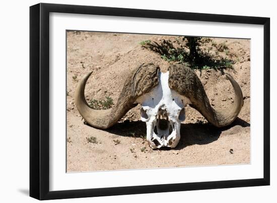 Awesome South Africa Collection - Buffalo Bone-Philippe Hugonnard-Framed Photographic Print