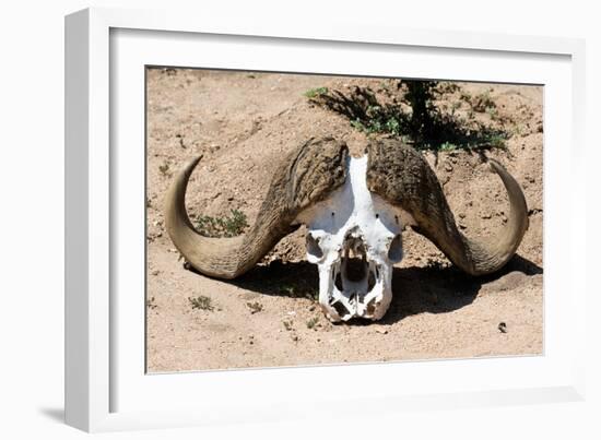 Awesome South Africa Collection - Buffalo Bone-Philippe Hugonnard-Framed Photographic Print