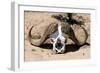 Awesome South Africa Collection - Buffalo Bone-Philippe Hugonnard-Framed Photographic Print