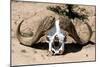 Awesome South Africa Collection - Buffalo Bone-Philippe Hugonnard-Mounted Photographic Print