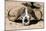 Awesome South Africa Collection - Buffalo Bone-Philippe Hugonnard-Mounted Photographic Print