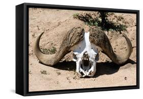 Awesome South Africa Collection - Buffalo Bone-Philippe Hugonnard-Framed Stretched Canvas