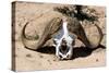 Awesome South Africa Collection - Buffalo Bone-Philippe Hugonnard-Stretched Canvas