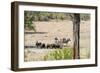 Awesome South Africa Collection - Buffalo Bull and Burchell's Zebra-Philippe Hugonnard-Framed Photographic Print