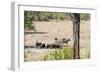 Awesome South Africa Collection - Buffalo Bull and Burchell's Zebra-Philippe Hugonnard-Framed Photographic Print