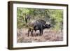 Awesome South Africa Collection - Buffalo Bull-Philippe Hugonnard-Framed Photographic Print