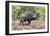 Awesome South Africa Collection - Buffalo Bull-Philippe Hugonnard-Framed Photographic Print