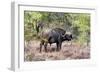 Awesome South Africa Collection - Buffalo Bull-Philippe Hugonnard-Framed Photographic Print