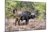 Awesome South Africa Collection - Buffalo Bull-Philippe Hugonnard-Mounted Photographic Print