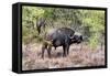 Awesome South Africa Collection - Buffalo Bull-Philippe Hugonnard-Framed Stretched Canvas