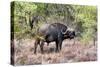 Awesome South Africa Collection - Buffalo Bull-Philippe Hugonnard-Stretched Canvas