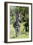 Awesome South Africa Collection - Burchell's Zebra I-Philippe Hugonnard-Framed Photographic Print