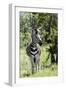 Awesome South Africa Collection - Burchell's Zebra I-Philippe Hugonnard-Framed Photographic Print