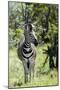 Awesome South Africa Collection - Burchell's Zebra I-Philippe Hugonnard-Mounted Photographic Print