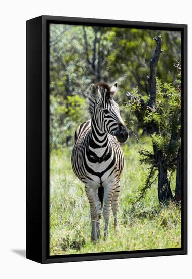 Awesome South Africa Collection - Burchell's Zebra I-Philippe Hugonnard-Framed Stretched Canvas