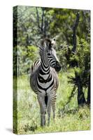 Awesome South Africa Collection - Burchell's Zebra I-Philippe Hugonnard-Stretched Canvas