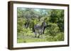 Awesome South Africa Collection - Burchell's Zebra II-Philippe Hugonnard-Framed Photographic Print