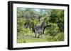 Awesome South Africa Collection - Burchell's Zebra II-Philippe Hugonnard-Framed Photographic Print