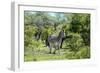 Awesome South Africa Collection - Burchell's Zebra II-Philippe Hugonnard-Framed Photographic Print