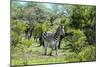Awesome South Africa Collection - Burchell's Zebra II-Philippe Hugonnard-Mounted Photographic Print