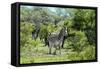 Awesome South Africa Collection - Burchell's Zebra II-Philippe Hugonnard-Framed Stretched Canvas