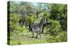 Awesome South Africa Collection - Burchell's Zebra II-Philippe Hugonnard-Stretched Canvas